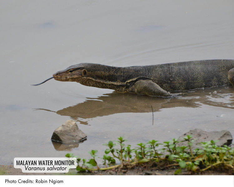 Malayan Water Monitor (Varanus salvator)